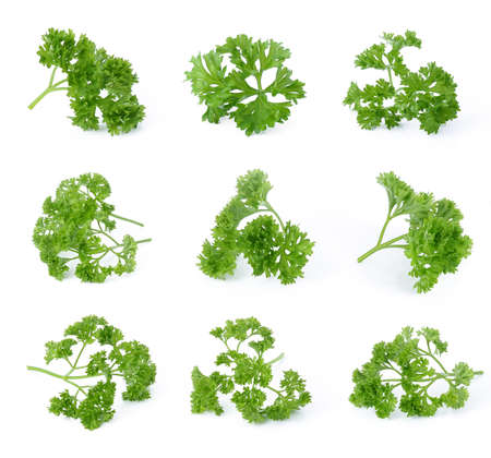 parsley isolated on white backgroundの写真素材