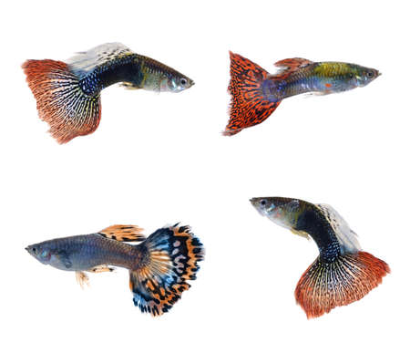 Female guppy isolated on white backgroundの写真素材