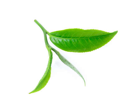 Green tea leaf isolated on white backgroundの写真素材