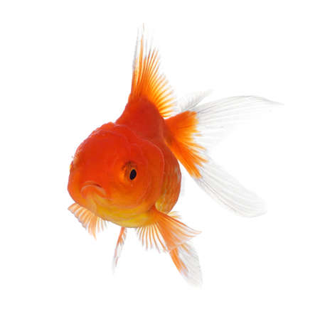 Gold fish isolated on a white .の写真素材