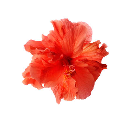 A big red hibiscus flower isolated on white の写真素材