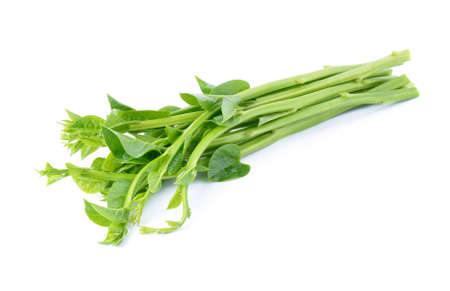 Malabar spinach or Ceylon spinach isolated on white