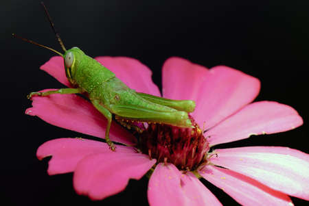 Grasshopper on flowerの写真素材