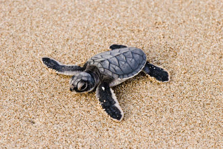 Sea turtleの写真素材