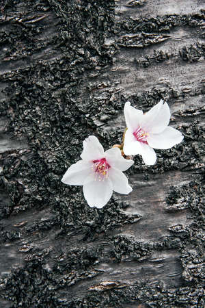 Flower bloom start of the season.の写真素材