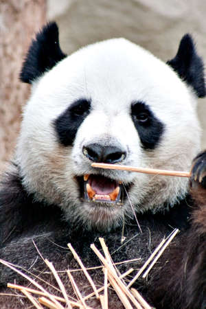 Panda.の写真素材