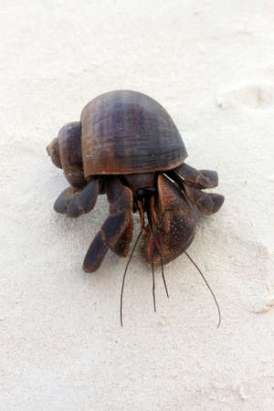 Small friend at Ta Chai Island, Phangnga, Thailand.の写真素材