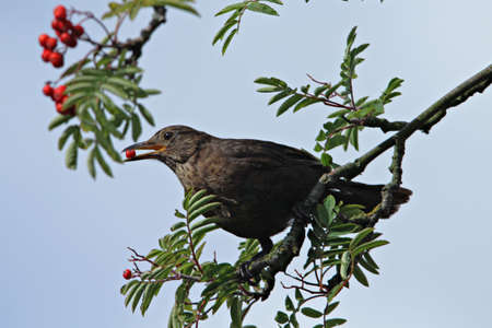 Blackbird (Turdus dissimilis)の写真素材
