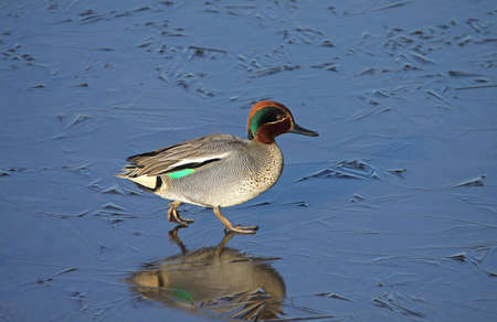 Teal (Anas crecca)の写真素材