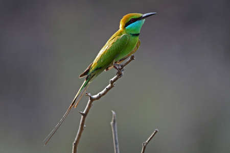 Green Bee-eater (Merops orientalis)