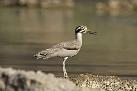 Greater Thick-knee (Esacus recurvirostris)