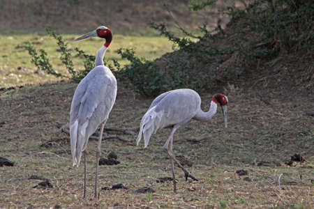 Sarus Crane (Grus antigone)の写真素材