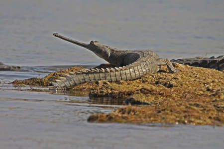 Gharialの写真素材