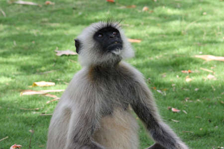 Grey Langur