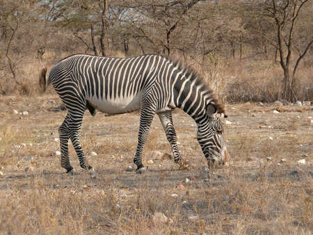 Grevy's Zebra, Equus grevyi