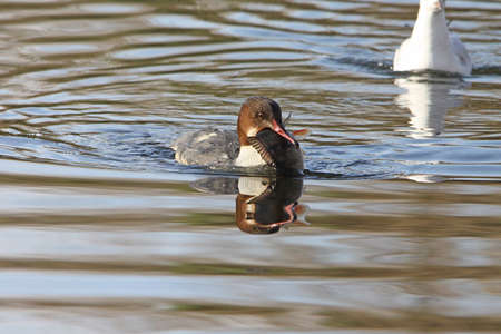 Common Merganser, Goosander  (mergus merganser)の写真素材