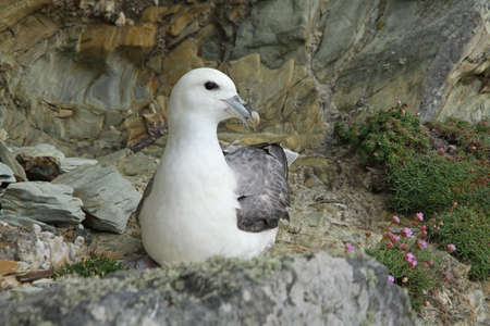 Fulmar  (Fulmarus glacialis)の写真素材