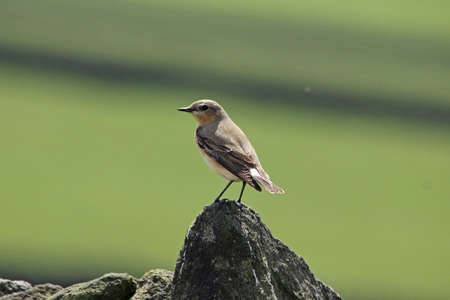 Wheatear  (Oenanthe oenanthe). Femaleの写真素材