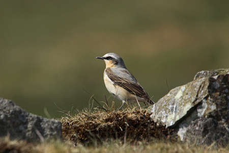 Wheatear  (Oenanthe oenanthe). Maleの写真素材