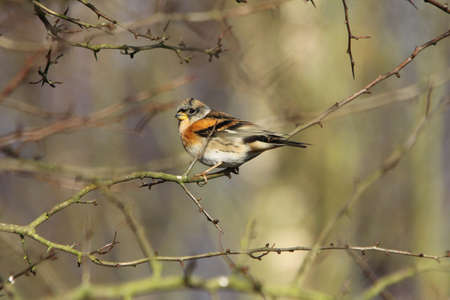 Brambling (Fringilla montifringilla)