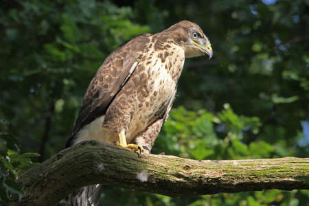 Buzzard (Buteo buteo) Juvenileの写真素材