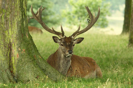 Red Deerの写真素材