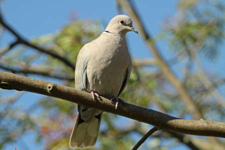Collared Dove  (Streptopelia decaocto)の写真素材