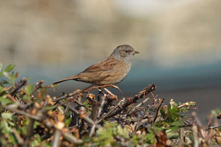 Dunnock  (Prunella modularis)の写真素材
