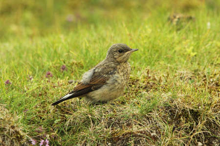 Wheatear  (Oenanthe oenanthe) fledglingの写真素材