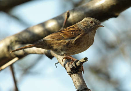 Dunnock  (Prunella modularis)の写真素材