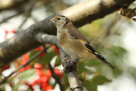 Goldfinch  (Carduelis carduelis) Juvenileの写真素材