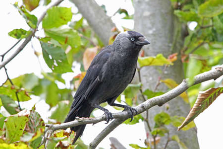 Jackdaw  (Corvus monedula)の写真素材