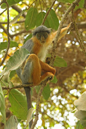 Western Red Colobus Monkey,  Piliocolobus badius  