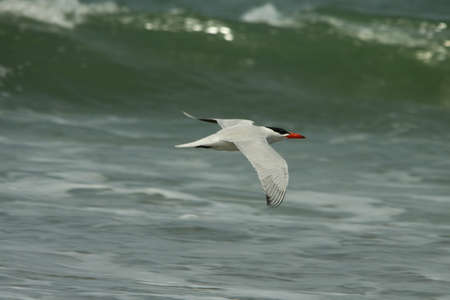 Caspian Tern, Sterna caspia,