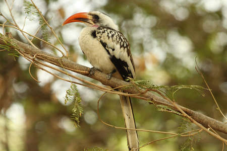 Red-billed Hornbill, Tockus erythrorhynchus,