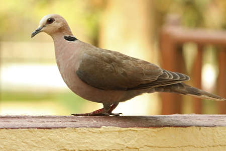 Red-eyed Dove, Streptopelia semitorquataの写真素材