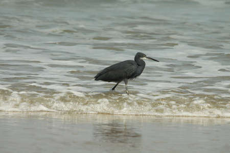 Western Reef Heron, Egretta gularis,の写真素材