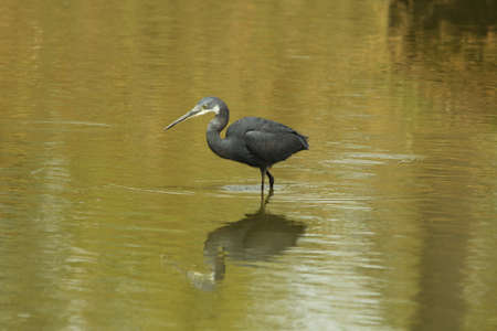 Western Reef Heron, Egretta gularis,の写真素材