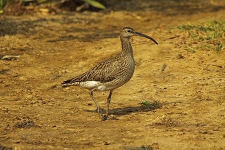 Whimbrel, Numenius phaeopus,の写真素材