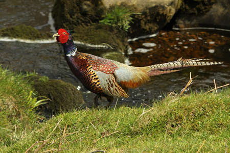 Pheasant, Phasianus torquatus  as opposed to  P colchicus  which does not have white collar の写真素材