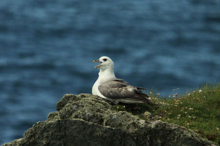 Fulmar - Fulmarus glacialisの写真素材