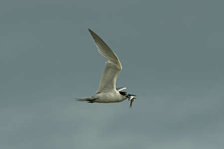 Sandwich Tern - Sterna sandvicensis