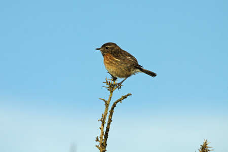 Stonechat - Saxicola torquataの写真素材
