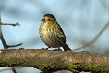 Siskin - Carduelis spinus  female の写真素材