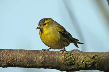 Siskin - Carduelis spinus
