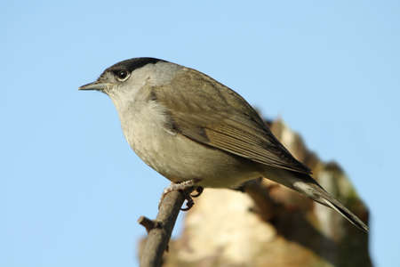 Blackcap - Sylvia atricapilla  male の写真素材
