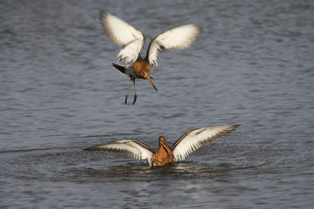 Black-tailed Godwit - Limosa limosaの写真素材