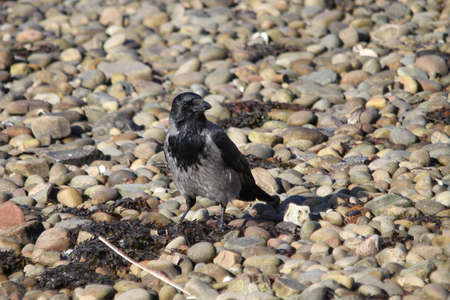Hooded Crow - Corvus corone cornix