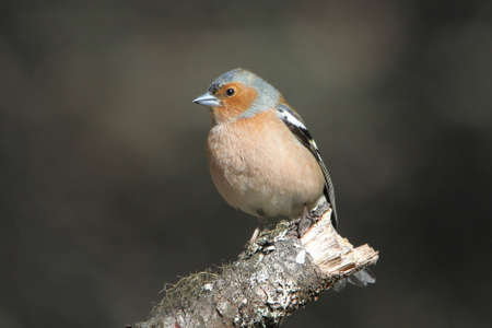 Chaffinch - Fringilla coelebsの写真素材
