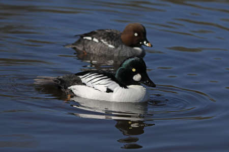 Goldeneye - Bucephala clangulaの写真素材